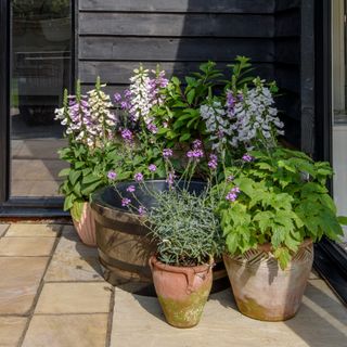 Front door with potted plants in front of it
