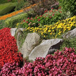A rockery with masses of pink, red, and yellow flowers