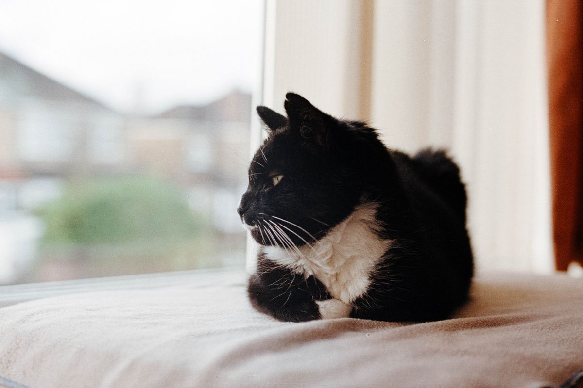 Canon AE-1 Program