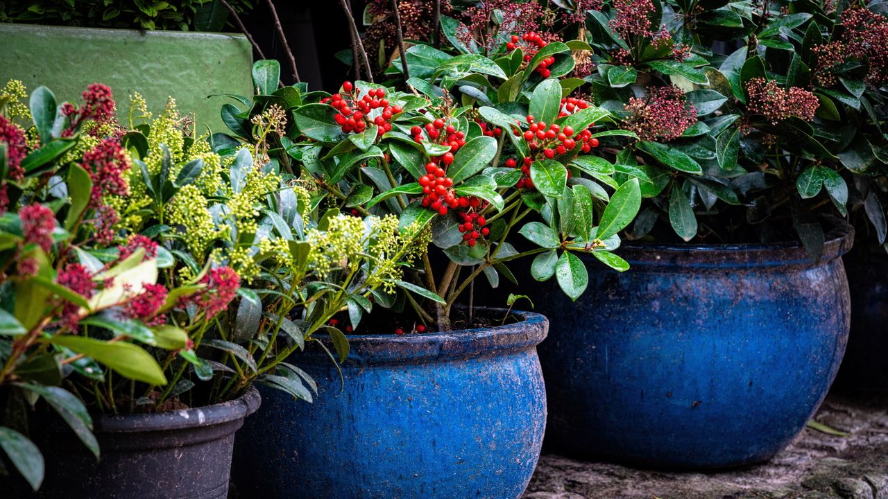 Winter plants for pots and borders