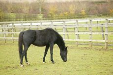 A horse grazing in a field with good fencing