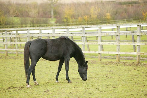 A horse grazing in a field with good fencing