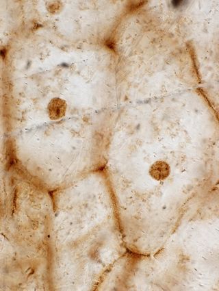 fossil fern under a microscope