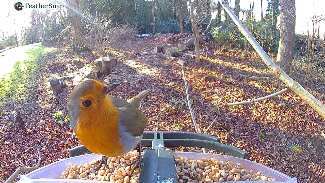 Garden bird on a bird feeder, taken with the FeatherSnap Scout bird feeder camera