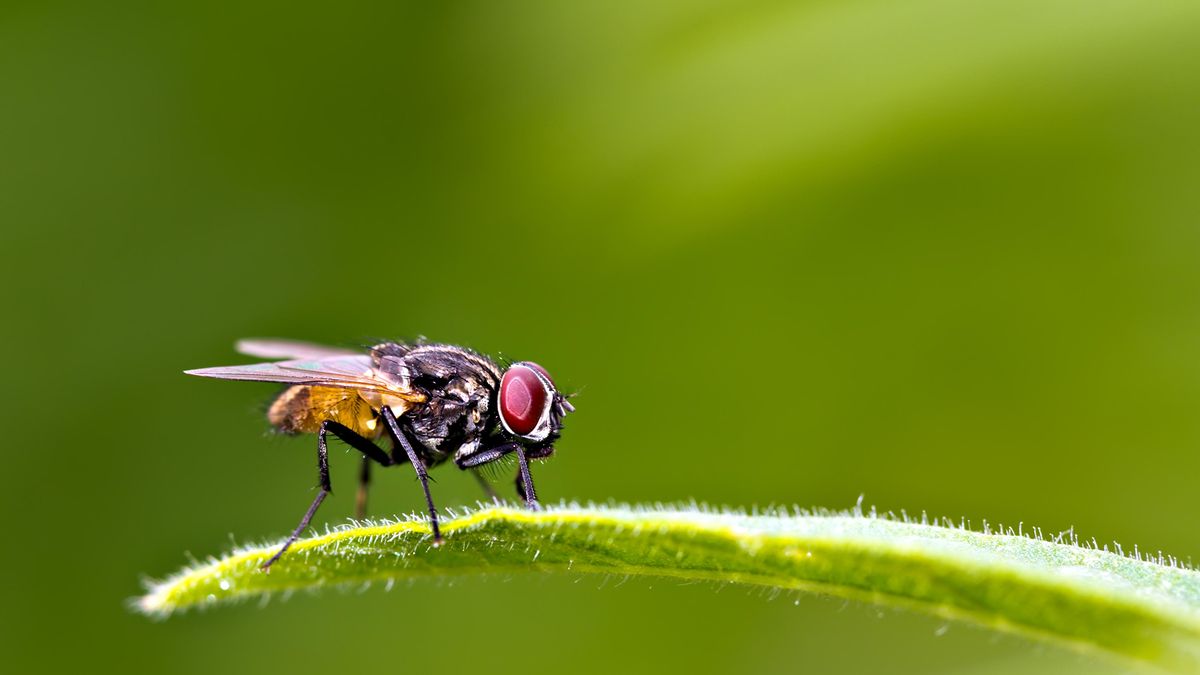 Why are flies so hard to swat?