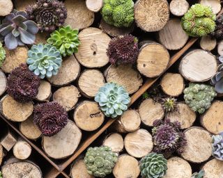 Fall planter ideas with succulents in between stacked logs at Chelsea Flower Show 2021
