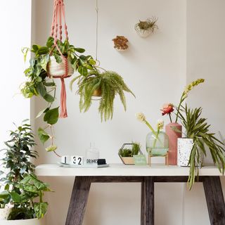 Plants hanging and on wall in home office