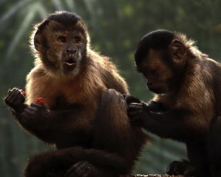 Two tufted Capuchins