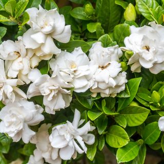 Close-up of white gardenia plants