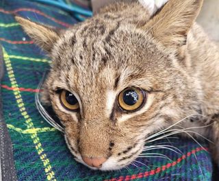 A close-up of a Kiawah bobcat