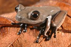 Cocoa Frog discovered in Suriname