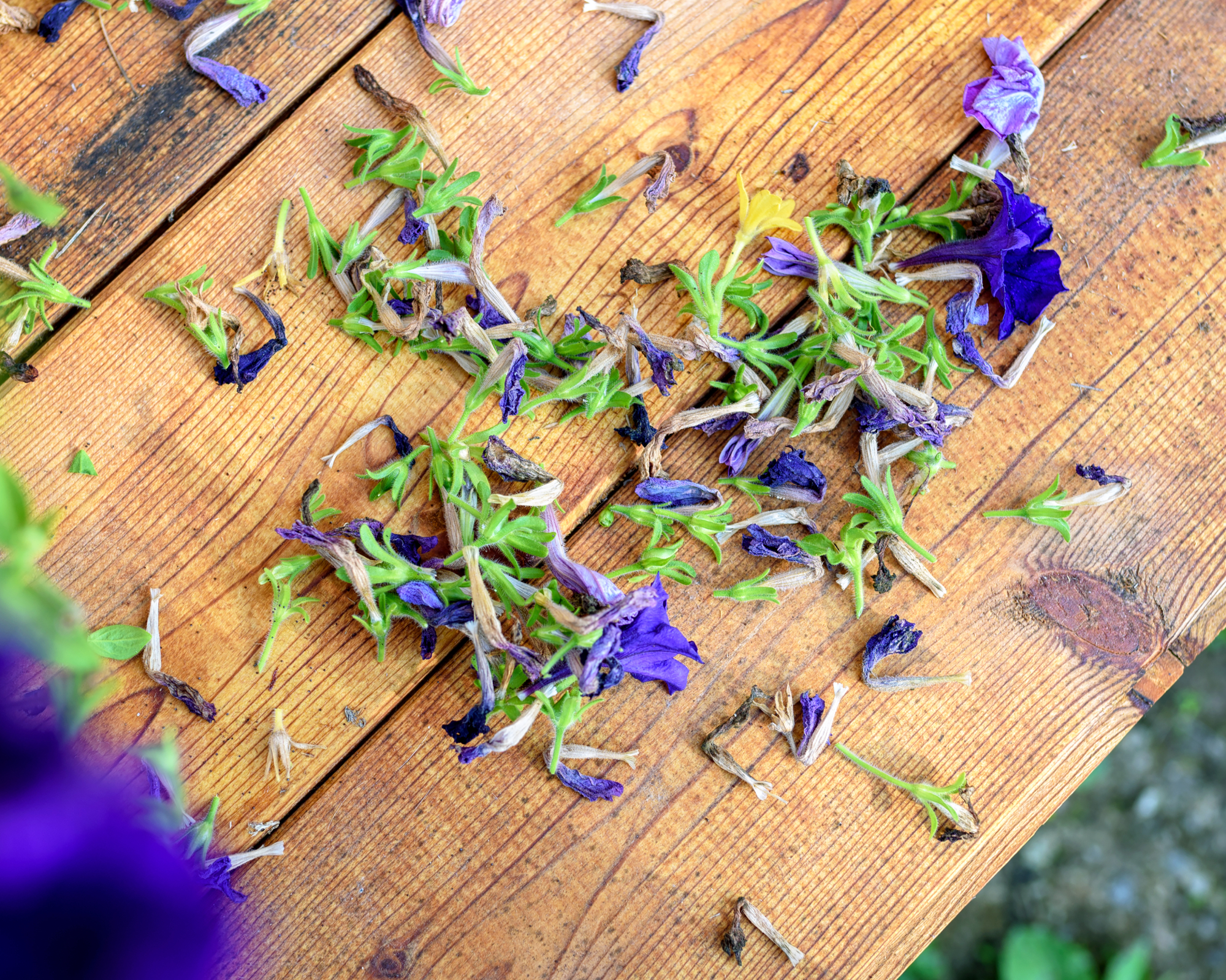 Spent petunia flowers deadheaded