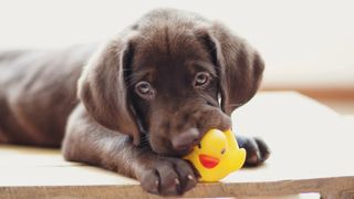 Brown puppy biting on a rubber duck