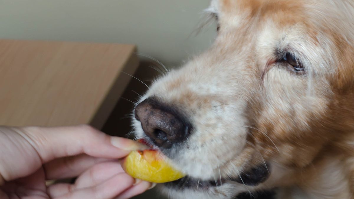 can dogs eat peaches