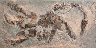 Mounted fossil of Polycotylus latippinus