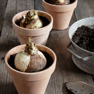 amaryllis bulbs in pots