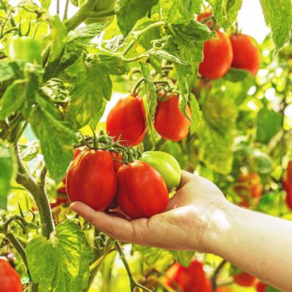 Gardener inspects tomatoes growing on the vine