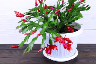 Schlumbergera in the flowerpot on a wooden background