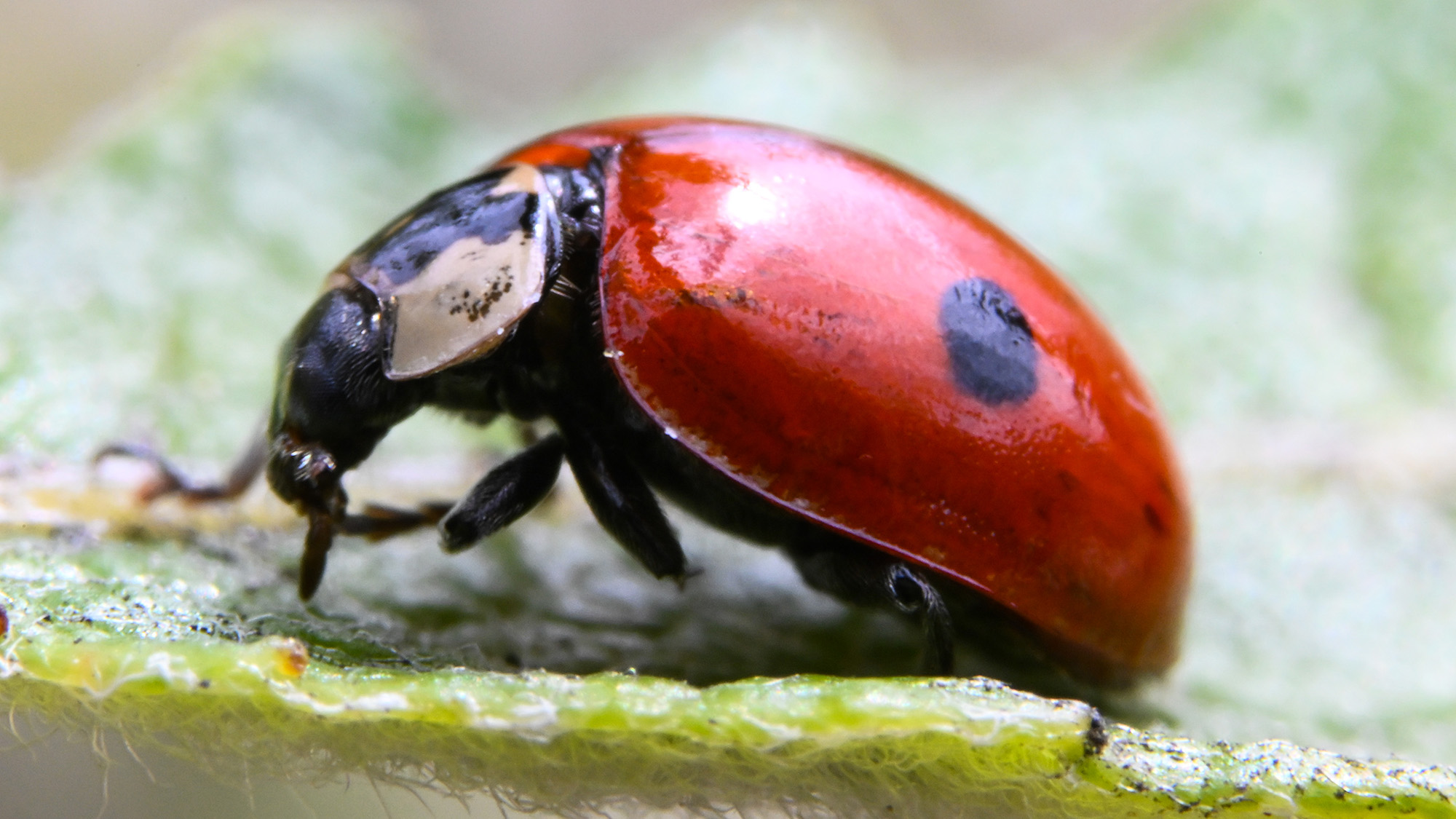 Image of ladybird captured with Novoflex Auto Macro Bellows