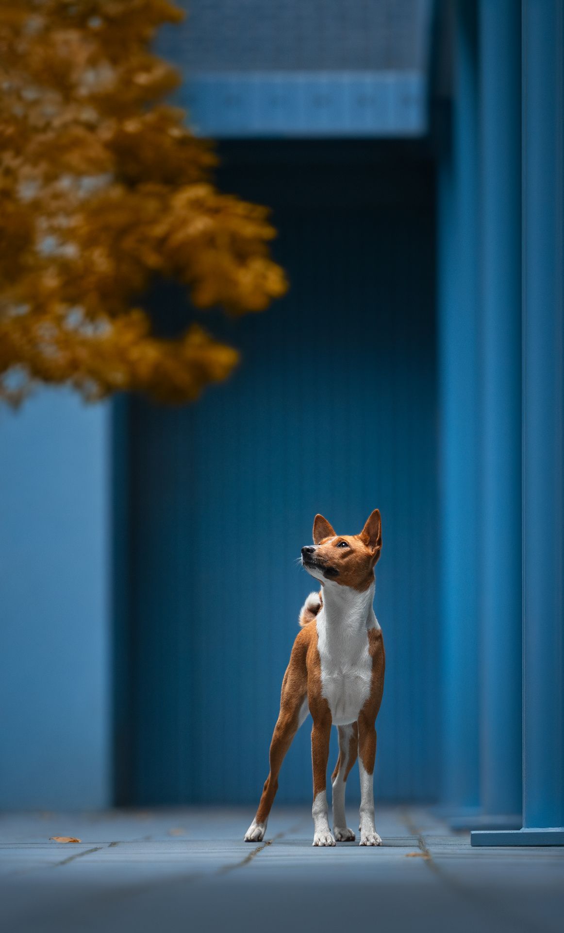 Category winner of the 2024 International Pet Photography Awards