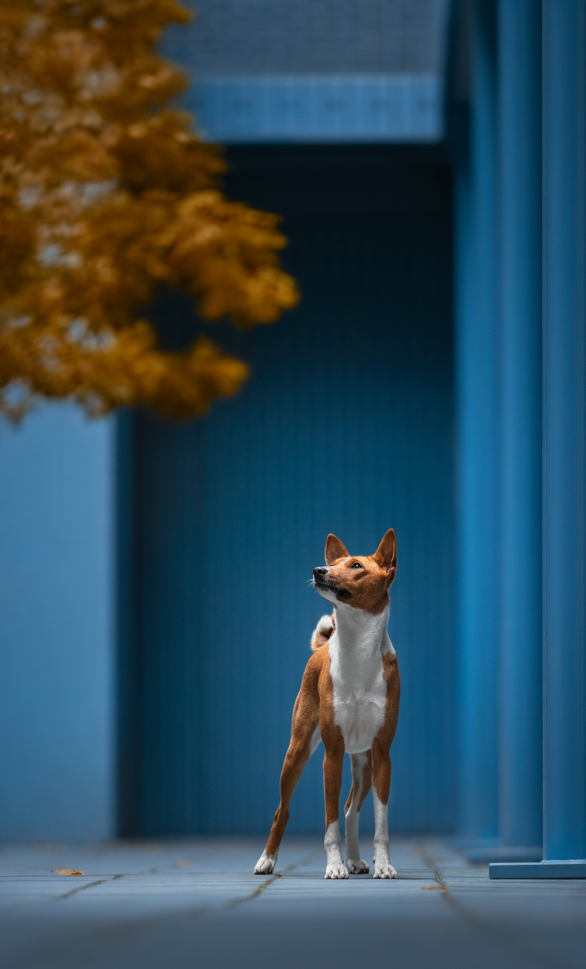 Category winner of the 2024 International Pet Photography Awards 