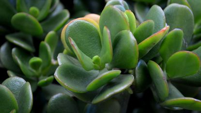 Close up of succulent green jade plant lucky