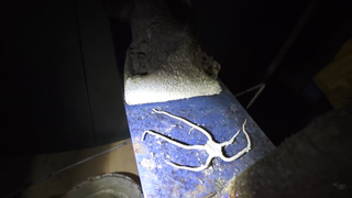 A dried-out sea star on an old display table.