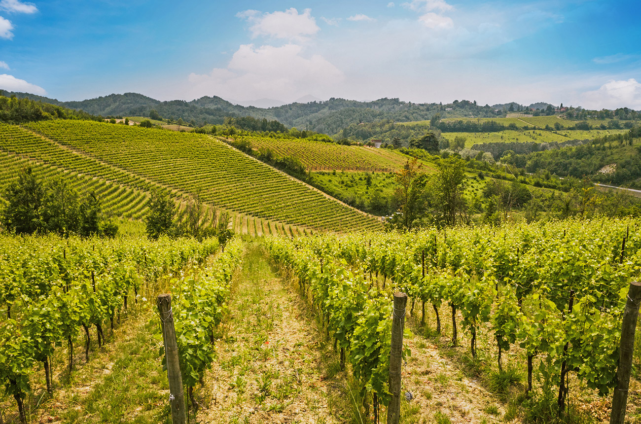 Green vines on slopes with blue sky