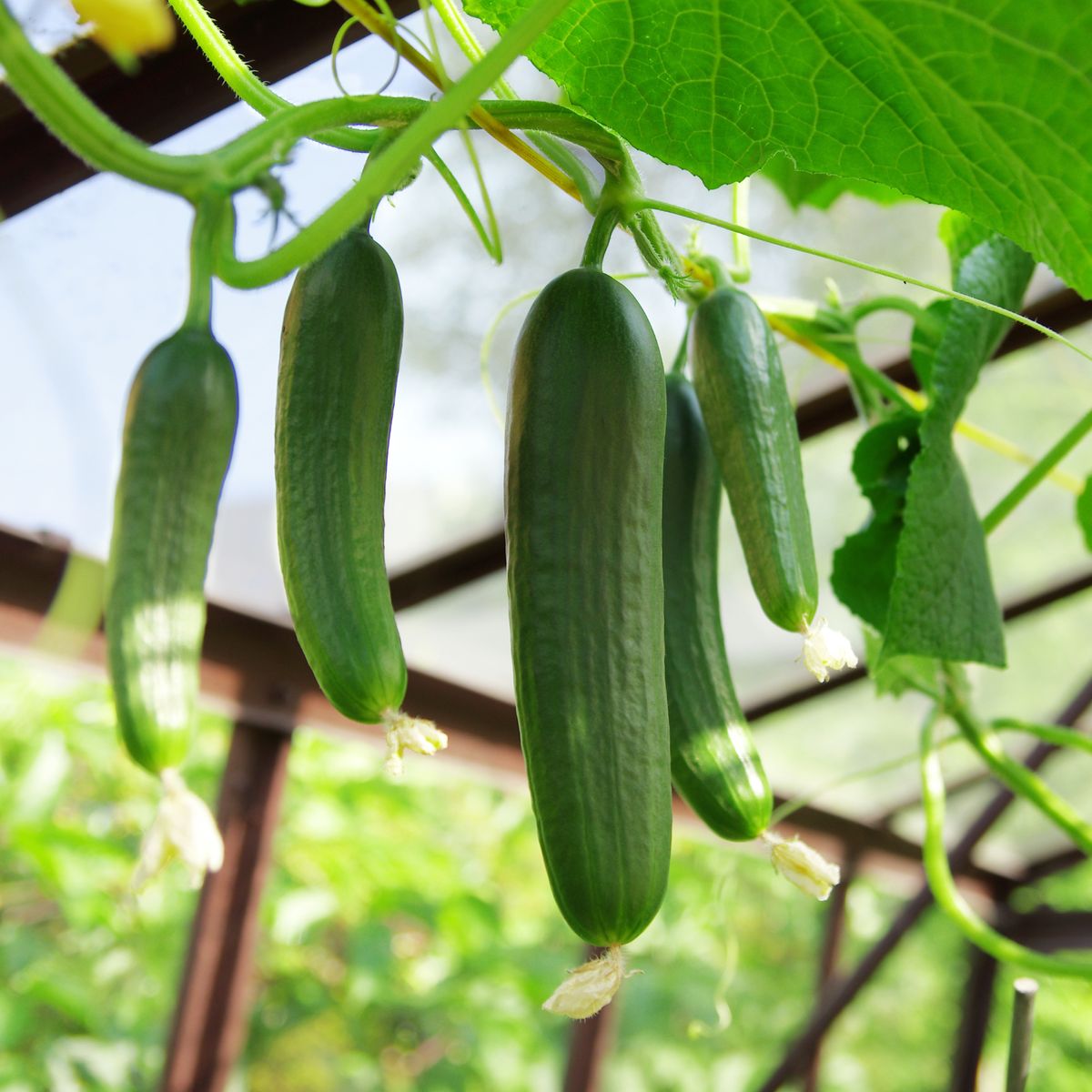 When to plant cucumber seeds for a bumper crop Ideal Home