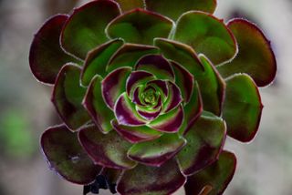 Aeonium arboreum, succulent plant