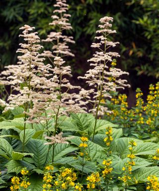 Rodgersia planted in part shade