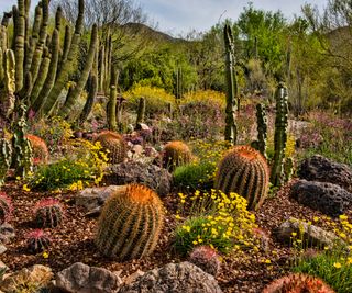 cacti and rock landscaping