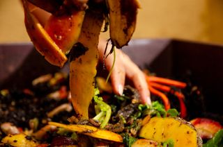 leftover food scraps to be used for composting