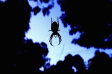 An Australian spider 