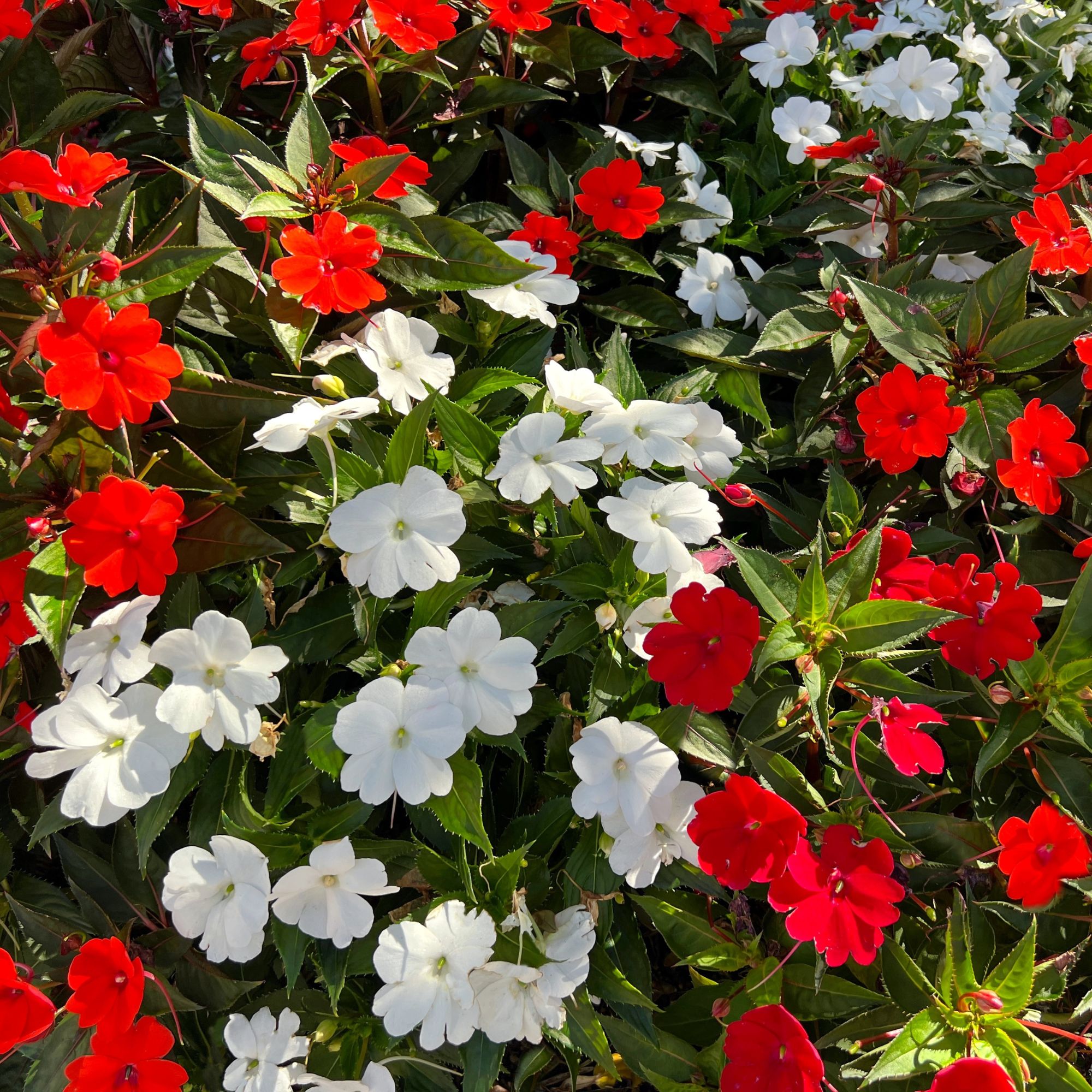 Red and white Impatiens or busy lizzies flowering in garden