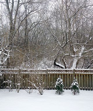 A snowy backyard with winter trees