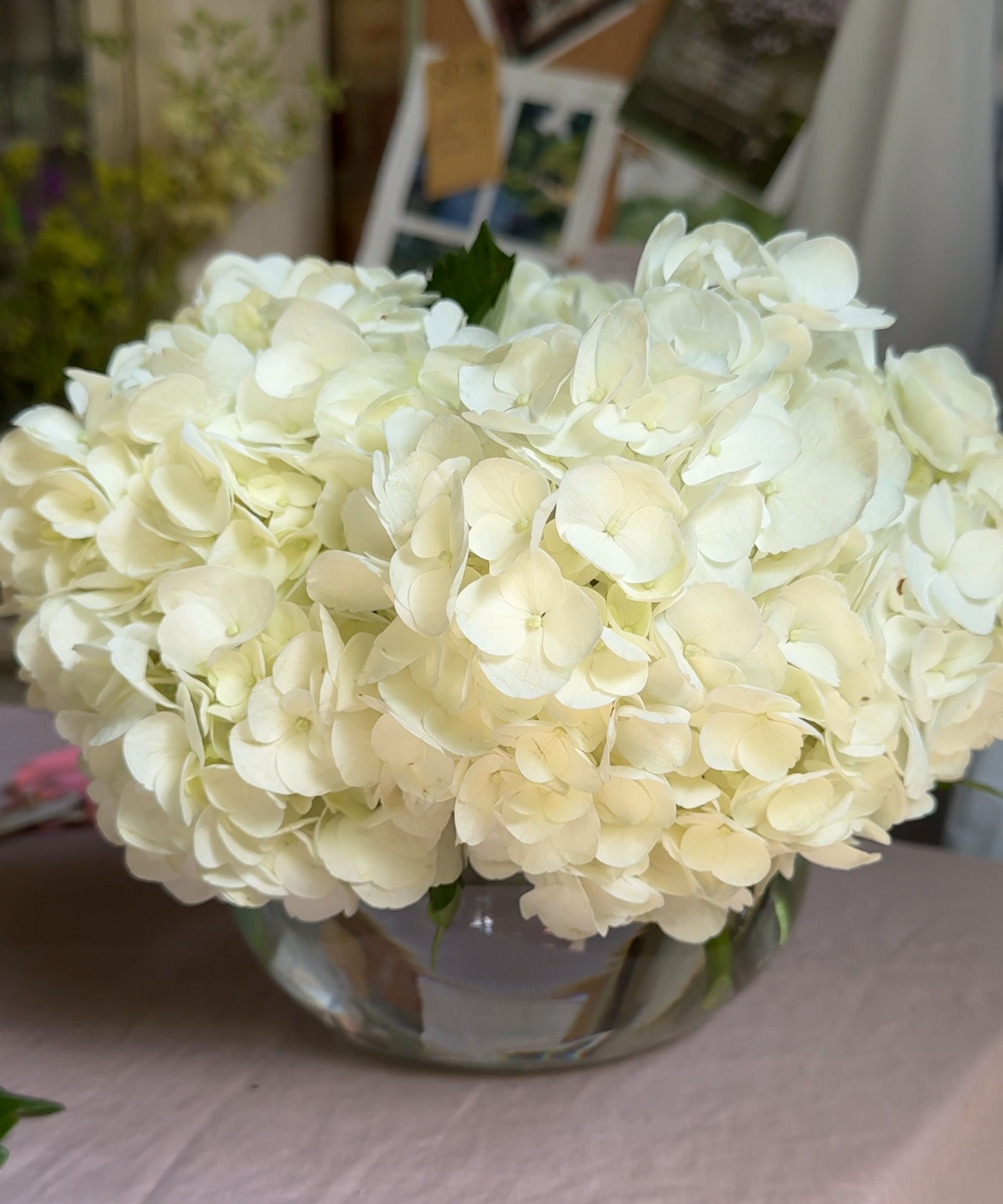 Hydrangea display in a vase