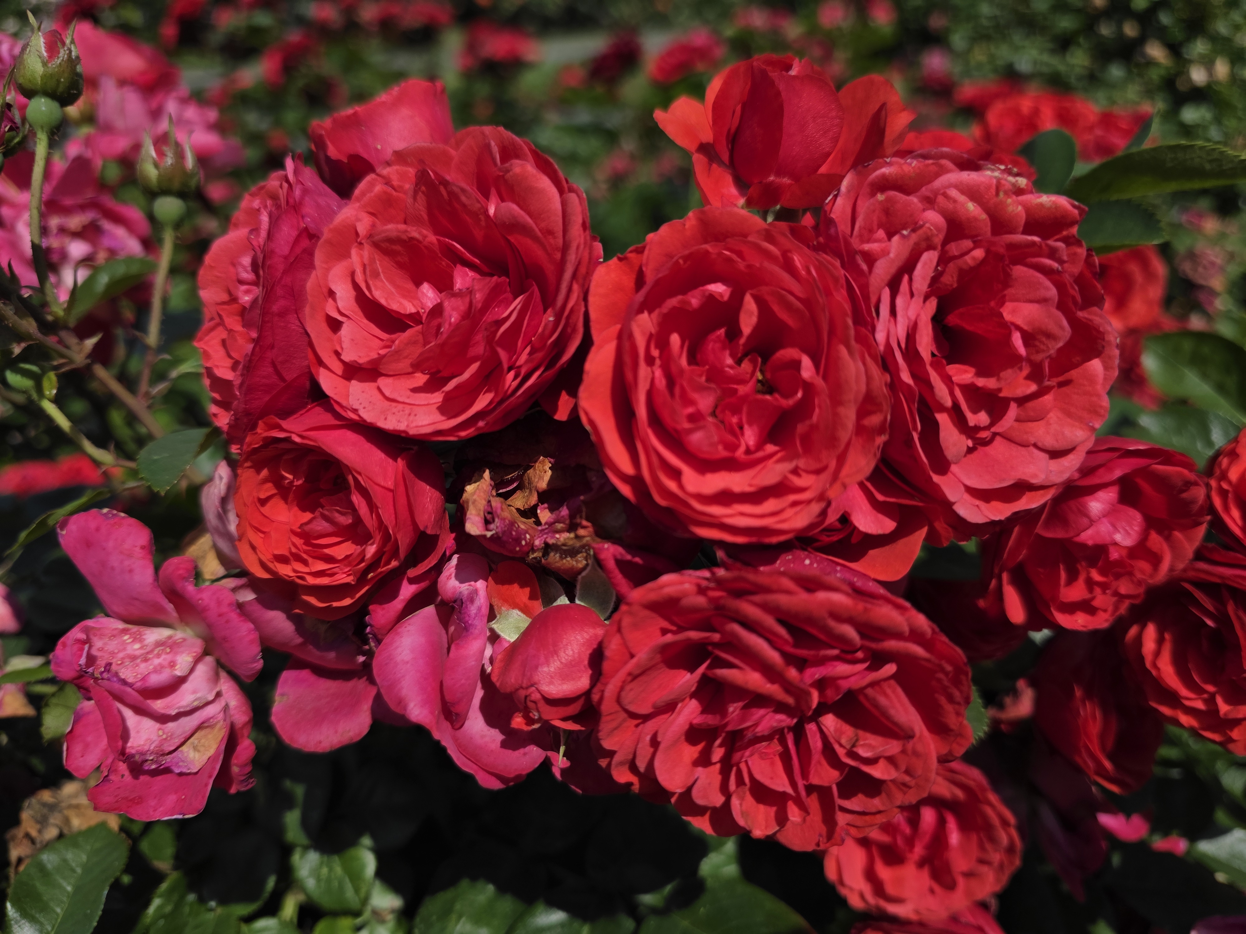 Sample images taken with the Samsung Galaxy S25 Ultra cameras