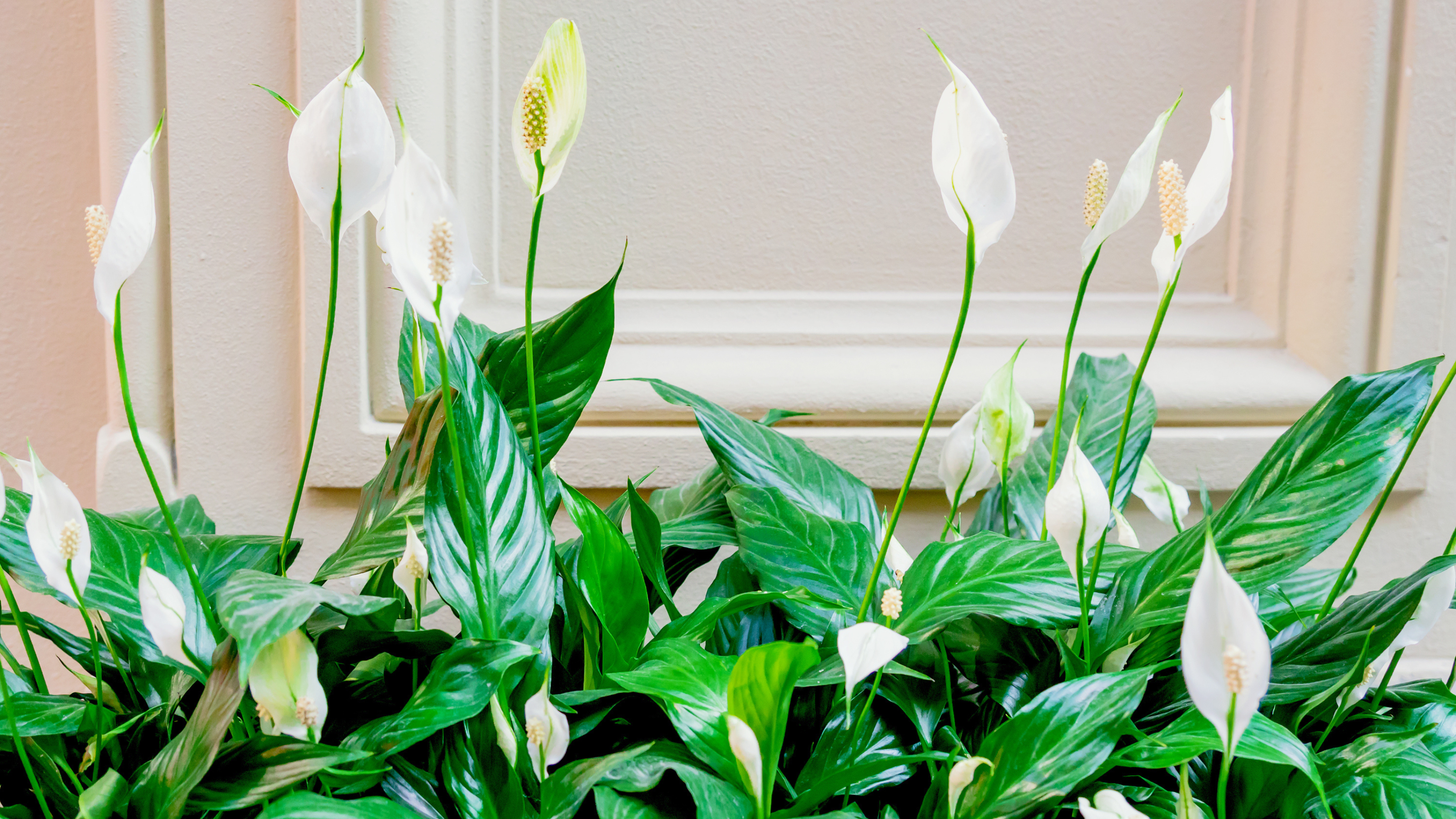Peace Lily against windowsill