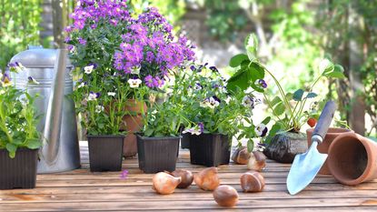 bulbs and plant pots