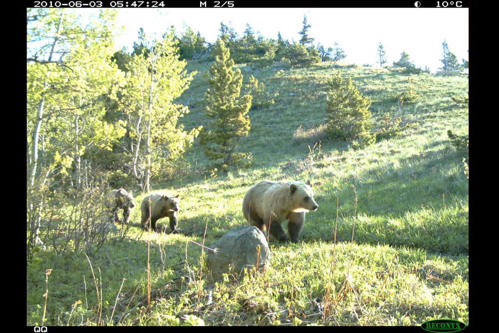 Waterton Lakes National park, conservation