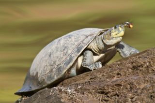 Bees can also be attracted to the turtles. They appear to annoy the animals more than butterflies, perhaps because of their buzzing wings, said Phil Torres, a conservation biologist who does much of his research at the Tambopata Research Center in Peru.
