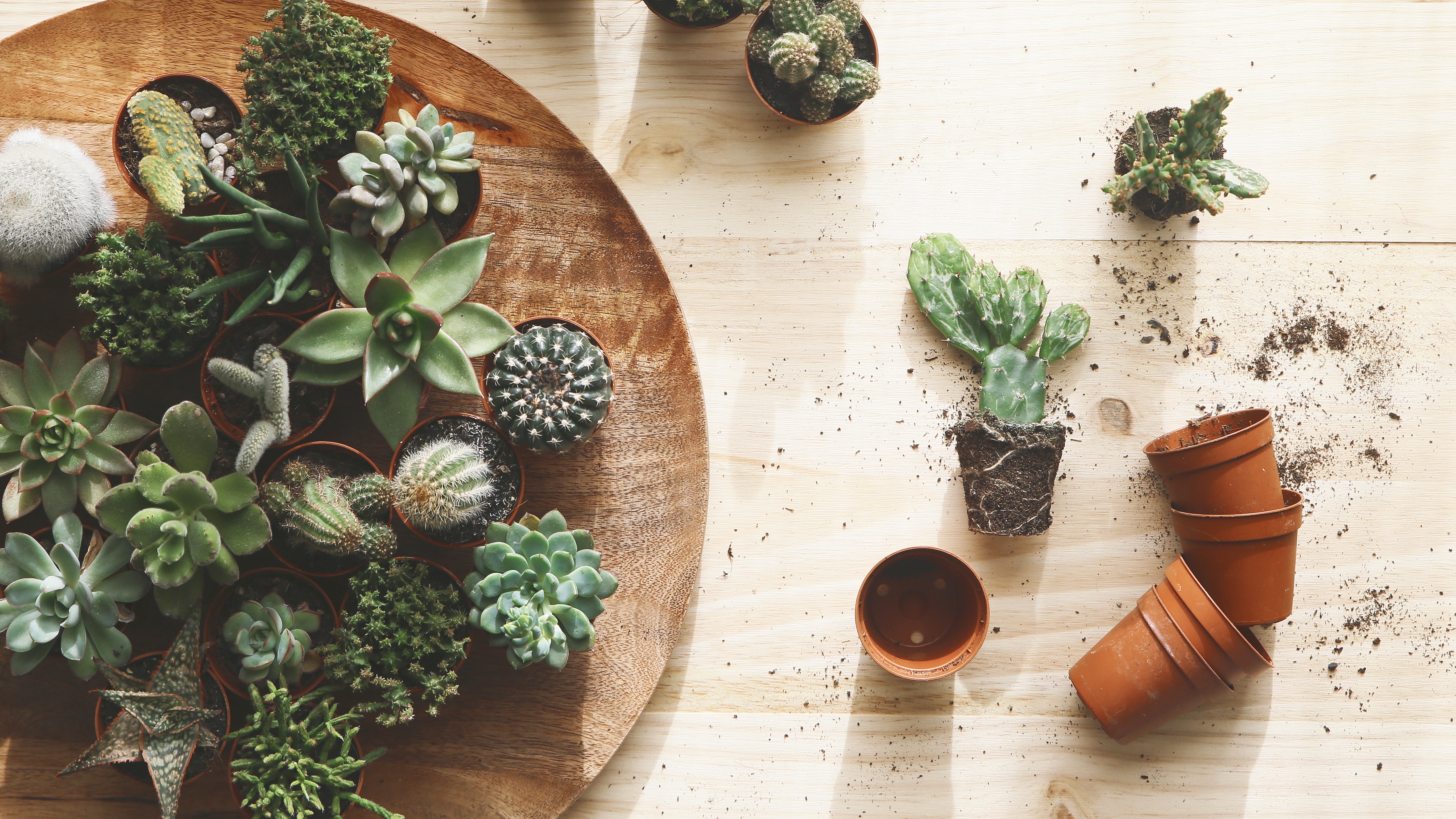 Spread of succulents and cacti on a table with one cactus out of its pot