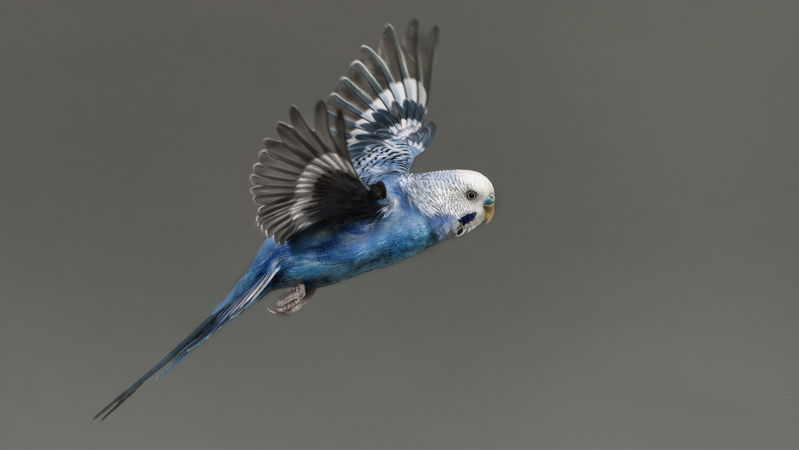 Budgie flying inside