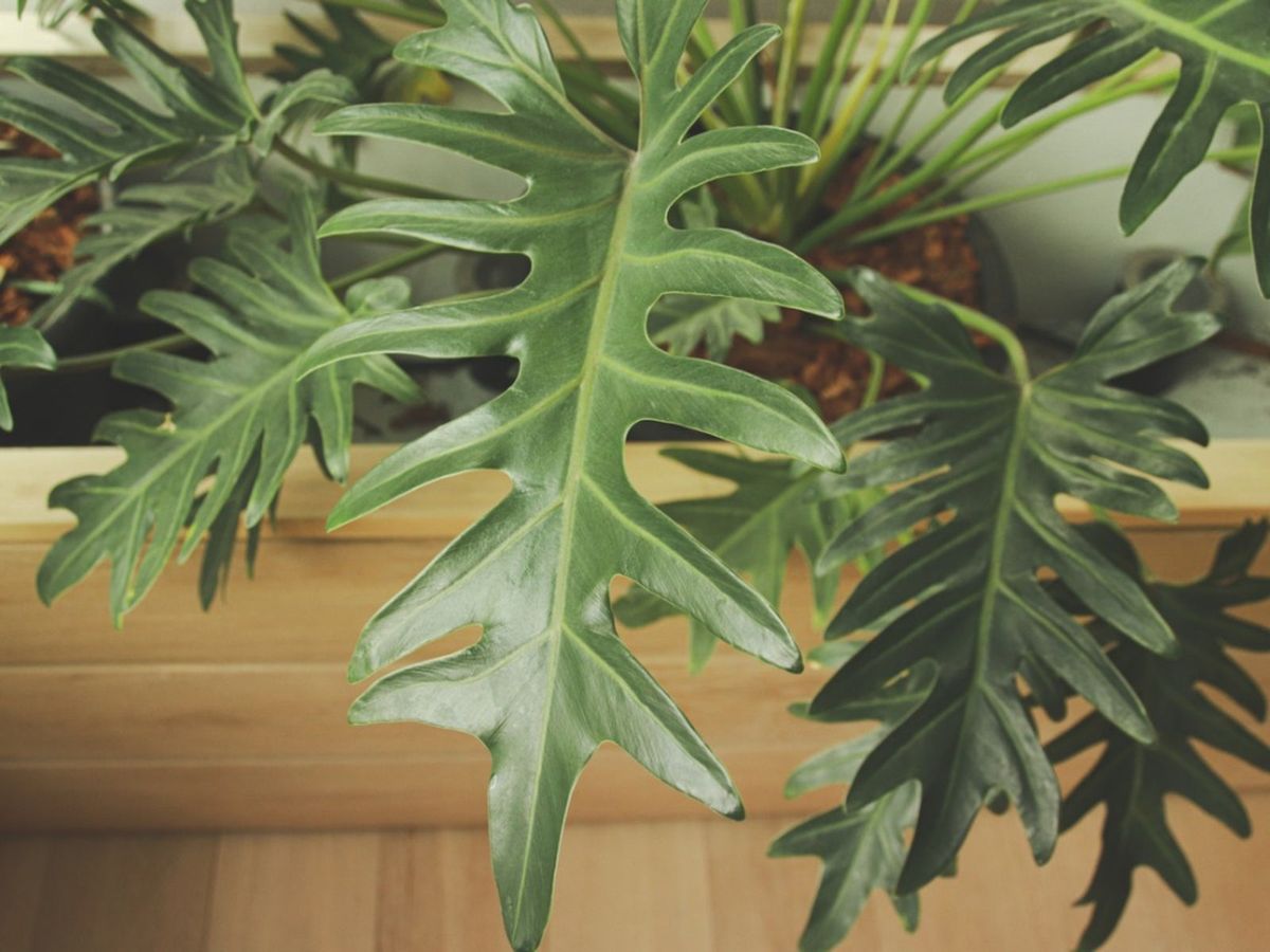spider plant purchase Spider Plant