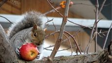 Squirrel with apple