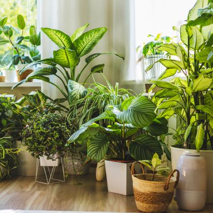 lots of houseplants sitting on floor in front of windows in a living room