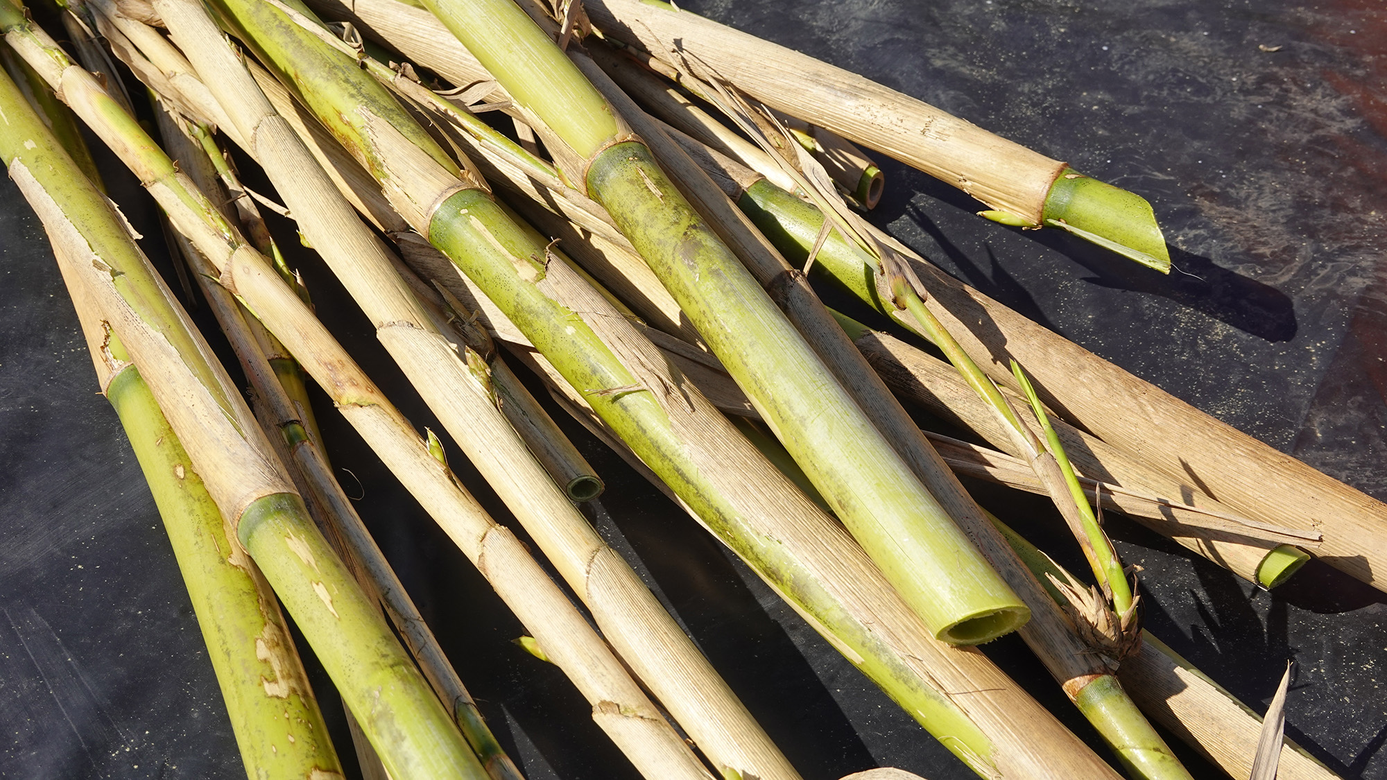 Bamboo canes