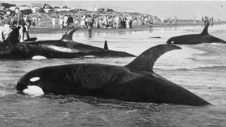 black and white footage showing Type D killer whales stranded on a beach