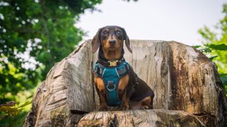 Dog sitting on wood stump wearing harness